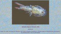 Caligus elongatus, author: Walter, T. Chad