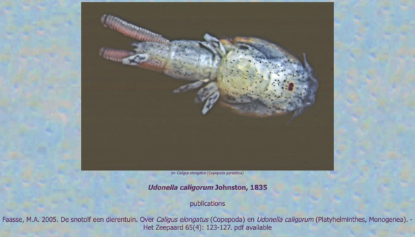 Caligus elongatus Caligus elongatus
