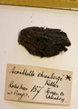 Acanthella ehrenbergi Keller, 1889, author: van Soest, Rob W.M.