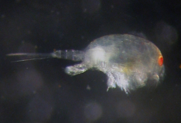 Pseudocylops saenzi Pseudocylops saenzi