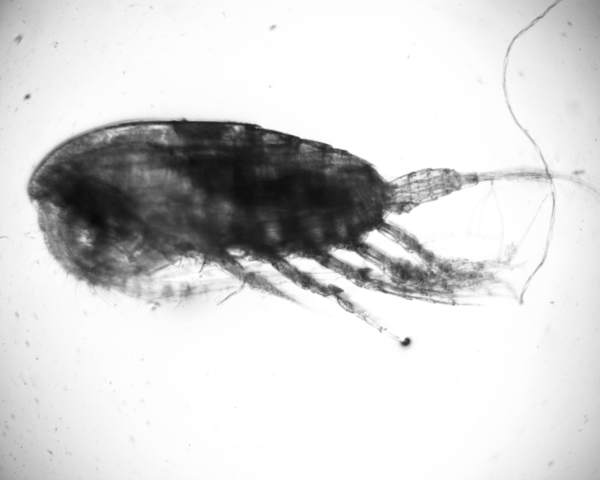 Undinula vulgaris Undinula vulgaris