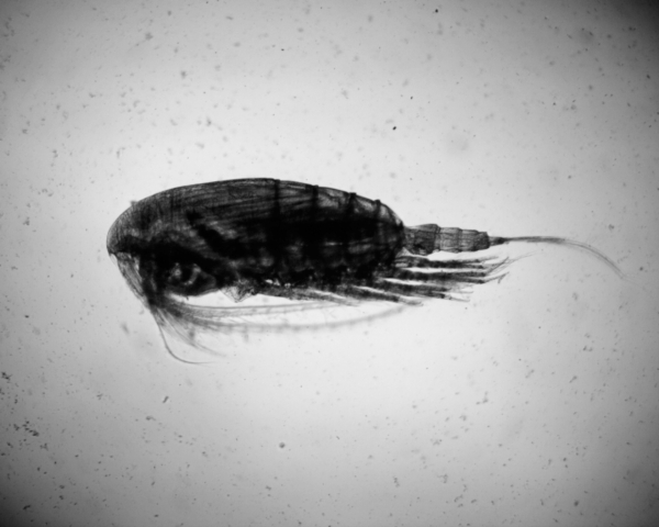 Nannocalanus minor Nannocalanus minor