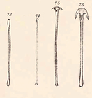 Acarnus innominatus spicules