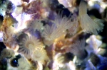 Phoronida (Horseshoe worms)