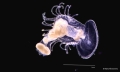 Phoronis muelleri 