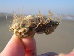 Neteldieren