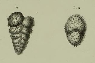 Textularia agglutinans Seguenza, 1862 Textularia agglutinans Seguenza, 1862