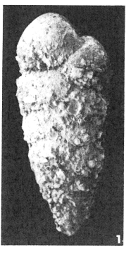 Textularia agglutinans d'Orbigny, 1839 Neotype Textularia agglutinans d'Orbigny, 1839 Neotype