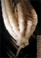 Crotalomertra sulcata AH Clark 1912, Leiden Holotype ZMA.ECH.CR.2026, author: Messing, Charles