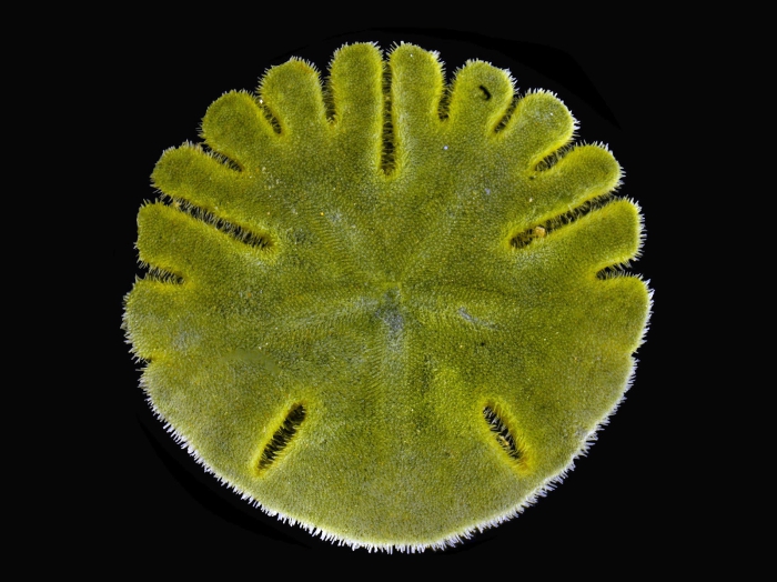 Rotula deciesdigitatus Rotula deciesdigitatus