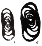Hemigordius amicus Igonin, 1967