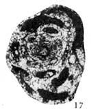Hemigordius baoqingensis Wang in Zhao et al., 1981 Hemigordius baoqingensis Wang in Zhao et al., 1981