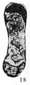 Hemigordius baoqingensis Wang in Zhao et al., 1981 Hemigordius baoqingensis Wang in Zhao et al., 1981