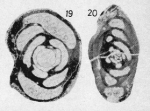 Hemigordius abadehensis Okimura & Ishii, 1981