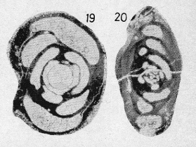 Hemigordius abadehensis Okimura & Ishii, 1981 Hemigordius abadehensis Okimura & Ishii, 1981