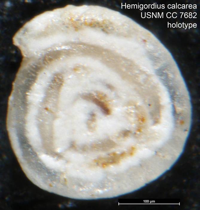 Hemigordius calcarea Cushman & Waters, 1928 Hemigordius calcarea Cushman & Waters, 1928