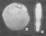 Hemigordius calloviensis Lutova, 1981