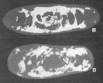 Hemigordius calloviensis Lutova, 1981