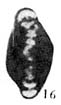 Hemigordius changxingensis Wang in Zhao et al., 1981