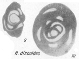 Hemigordius discoides K. Miklukho-Maklay, 1968, author: Le Coze, Franis