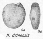 Hemigordius dvinensis K. Miklukho-Maklay, 1968