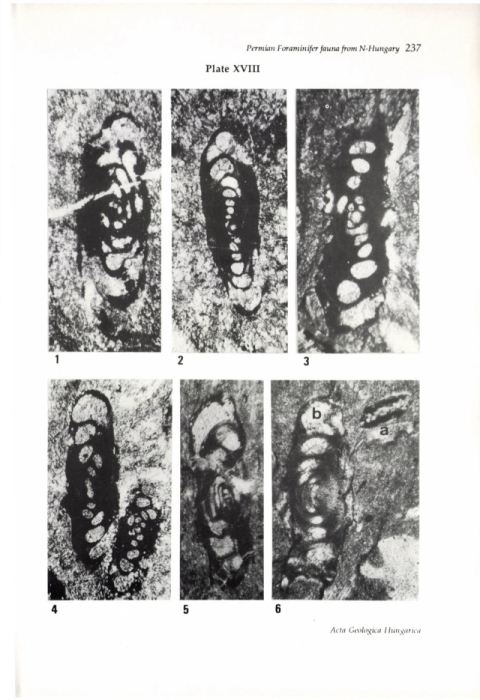 Hemigordius giganteus Bérczi-Makk, Csontos & Pelikán, 1995 Hemigordius giganteus Bérczi-Makk, Csontos & Pelikán, 1995