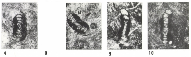 Hemigordius hungaricus Bérczi-Makk, Csontos & Pelikán, 1995 Hemigordius hungaricus Bérczi-Makk, Csontos & Pelikán, 1995