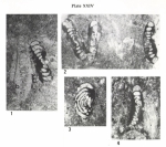 Hemigordius hungaricus Bérczi-Makk, Csontos & Pelikán, 1995