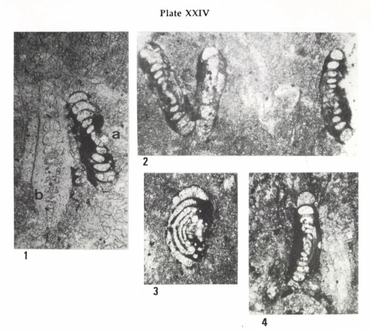 Hemigordius hungaricus Bérczi-Makk, Csontos & Pelikán, 1995 Hemigordius hungaricus Bérczi-Makk, Csontos & Pelikán, 1995