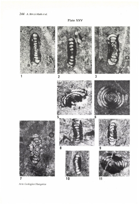 Hemigordius hungaricus Bérczi-Makk, Csontos & Pelikán, 1995 Hemigordius hungaricus Bérczi-Makk, Csontos & Pelikán, 1995