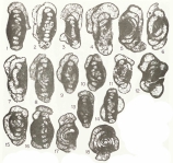 Hemigordius irregulariformis Zaninetti, Altiner & Çatal, 1981, author: Le Coze, François