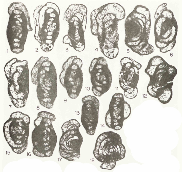 Hemigordius irregulariformis Zaninetti, Altiner & Çatal, 1981 Hemigordius irregulariformis Zaninetti, Altiner & Çatal, 1981