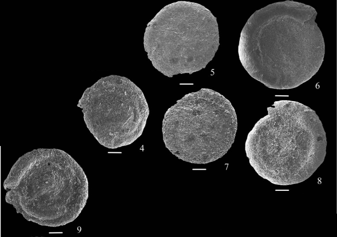 Hemigordius komiricensis Nestell, Sudar, Jovanović & Kolar-Jurkovšek, 2009 Hemigordius komiricensis Nestell, Sudar, Jovanović & Kolar-Jurkovšek, 2009