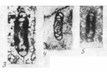 Hemigordius labaensis Efimova, 1974
