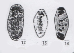 Hemigordius laevistriatus Lin, Li & Sun, 1990