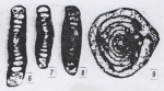 Hemigordius discoides Lin, Li & Sun, 1990