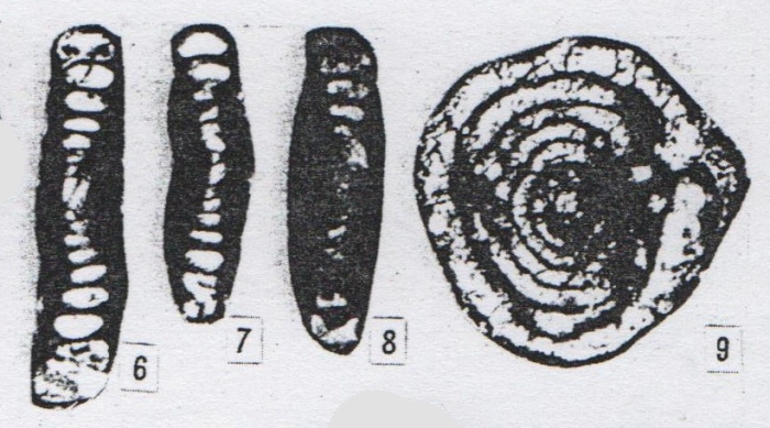 Hemigordius discoides Lin, Li & Sun, 1990 Hemigordius discoides Lin, Li & Sun, 1990