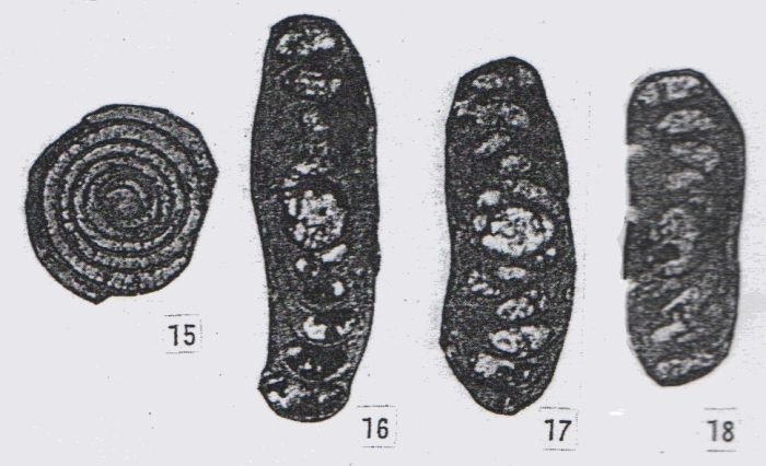 Hemigordius latispiralis Lin, Li & Sun, 1990 Hemigordius latispiralis Lin, Li & Sun, 1990