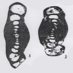 Hemigordius paraoliviformis Lin, Li & Sun, 1990
