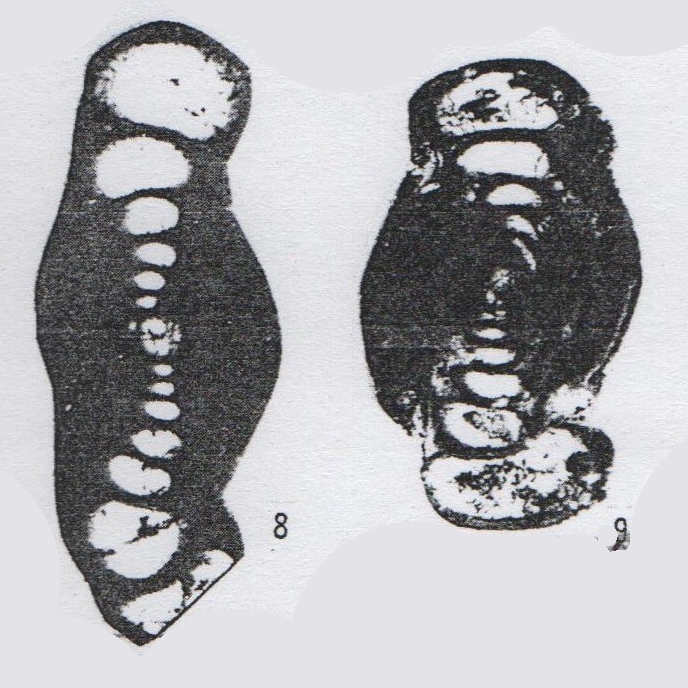 Hemigordius paraoliviformis Lin, Li & Sun, 1990 Hemigordius paraoliviformis Lin, Li & Sun, 1990