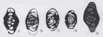 Hemigordius parvus Lin, Li & Sun, 1990