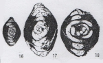 Hemigordius qinglongensis subsp. forma Lin, Li & Sun, 1990