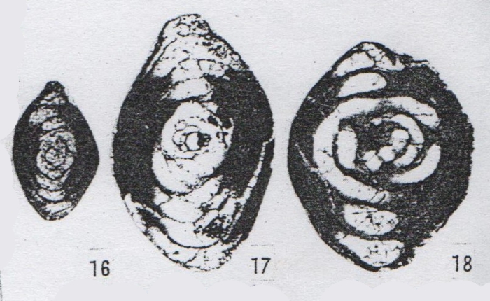 Hemigordius qinglongensis subsp. forma Lin, Li & Sun, 1990 Hemigordius qinglongensis subsp. forma Lin, Li & Sun, 1990