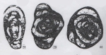Hemigordius specialis Lin, Li & Sun, 1990