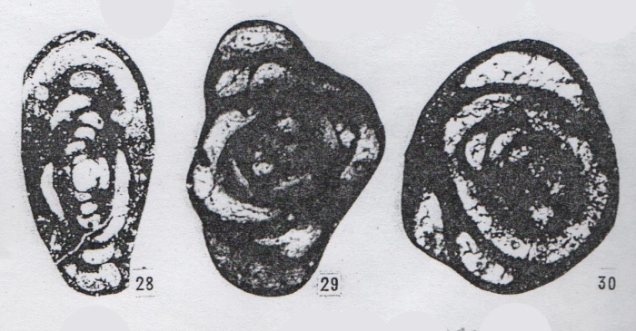 Hemigordius specialis Lin, Li & Sun, 1990 Hemigordius specialis Lin, Li & Sun, 1990