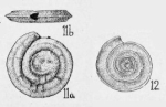 Hemigordius liratus Cushman & Waters, 1928
