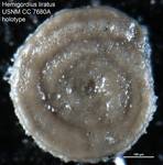 Hemigordius liratus Cushman & Waters, 1928