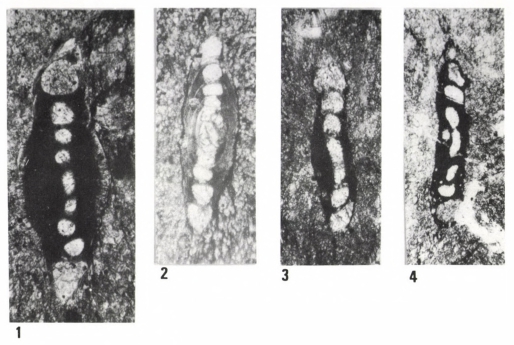 Hemigordius malyinkai Bérczi-Makk, Csontos & Pelikán, 1995 Hemigordius malyinkai Bérczi-Makk, Csontos & Pelikán, 1995