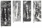 Hemigordius malyinkai Bczi-Makk, Csontos & Pelik, 1995, author: Le Coze, Franis
