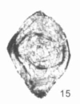 Hemigordius mirabilis Wang, 2002